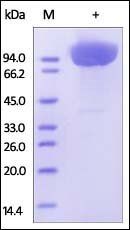 Human CD31 / PECAM-1 Protein