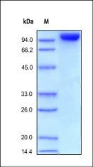 Human CD31 Protein, Fc Tag