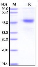 Human CD37 Protein