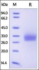 Human CD40 / TNFRSF5 Protein