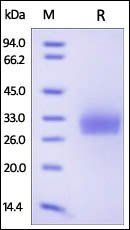 Human CD40 Protein, His Tag