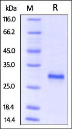 Mouse CD40 / TNFRSF5 Protein