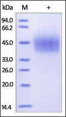 Human CD44 Protein, His Tag