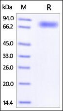 Human CD44 Protein