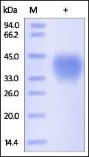 Human CD48 / SLAMF2 Protein