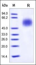 Human CD55 / DAF Protein