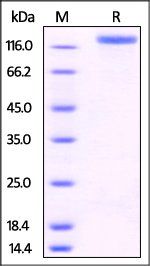 Human P-Selectin / CD62P Protein