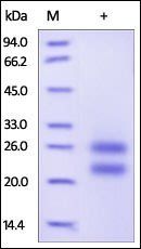 Human CD69 / CLEC2C Protein