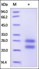 Human CD69 Protein, His Tag