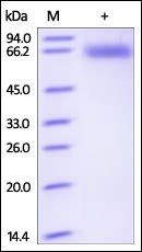 Human CD72 Protein