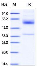 Human CD79B Protein