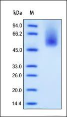 Human CEACAM-8 Protein, His Tag