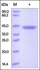 Human Chitinase 3-like 1 Protein, His Tag