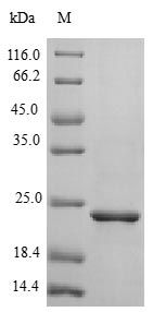 Human CNTF protein (Active)