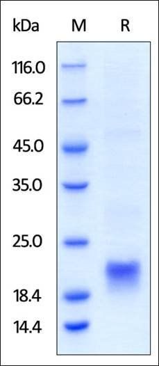 Human CTLA-4 / CD152 Protein