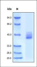 Human CXCR4 / CD184 Protein