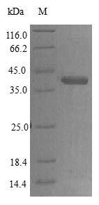 Human CYR61 protein (Active)