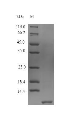 Human D103A protein (Active)