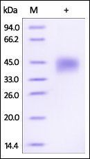 Human Dkk-1 Protein