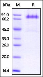Human Dkk-1 Protein, Fc Tag