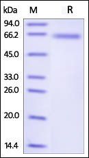Human DLL4 Protein, His Tag