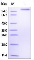 Human DLL4 Protein, Fc Tag