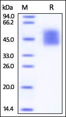 Human DNAM-1 / CD226 Protein