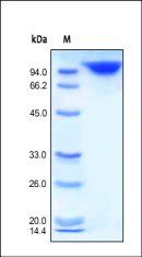 Human DPPIV / CD26 Protein