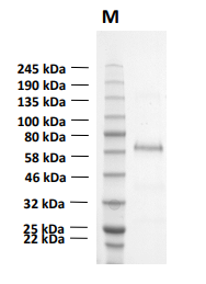 Human Ecto-5'-nucleotidase, 5'-NT or CD73 protein