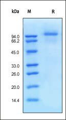 Human EGF R Protein, His Tag