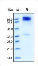 Human ErbB4 Protein, His Tag