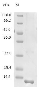 Human F19A2 protein (Active)