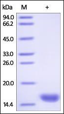 Human FABP3 / H-FABP Protein