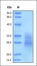 Human Fas / TNFRSF6 / CD95 Protein