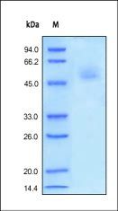 Human Fas / TNFRSF6 / CD95 Protein