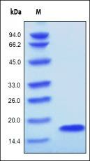 Human FGF acidic Protein