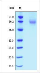 Human FGF R1 Protein, His Tag