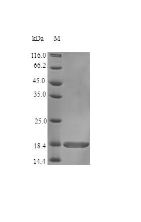 Human FGF10 protein (Active)