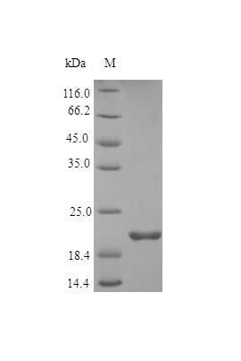 Human FGF17 protein (Active)