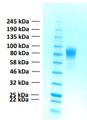 Human FGFR1b protein