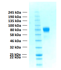 Human FGFR1c protein