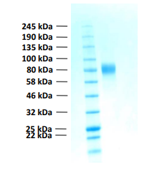 Human FGFR2b protein