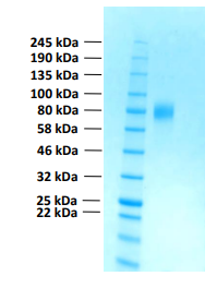 Human FGFR2c protein