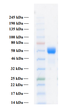 Human FGFR3b protein