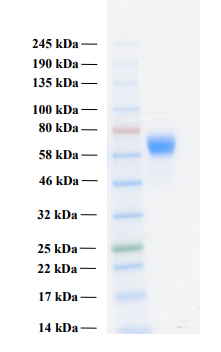 Human FGFR3c protein