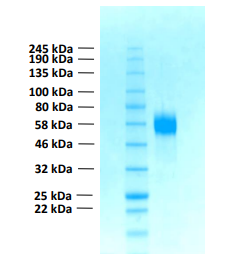 Human FGFR4 protein