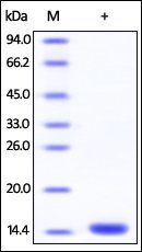Human FKBP12 / FKBP1A Protein