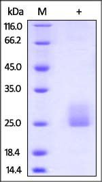 Human Flt-3 Ligand Protein