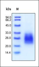 Human Flt-3 Ligand Protein, His Tag