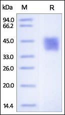 Human Follistatin-like 1 Protein, His Tag